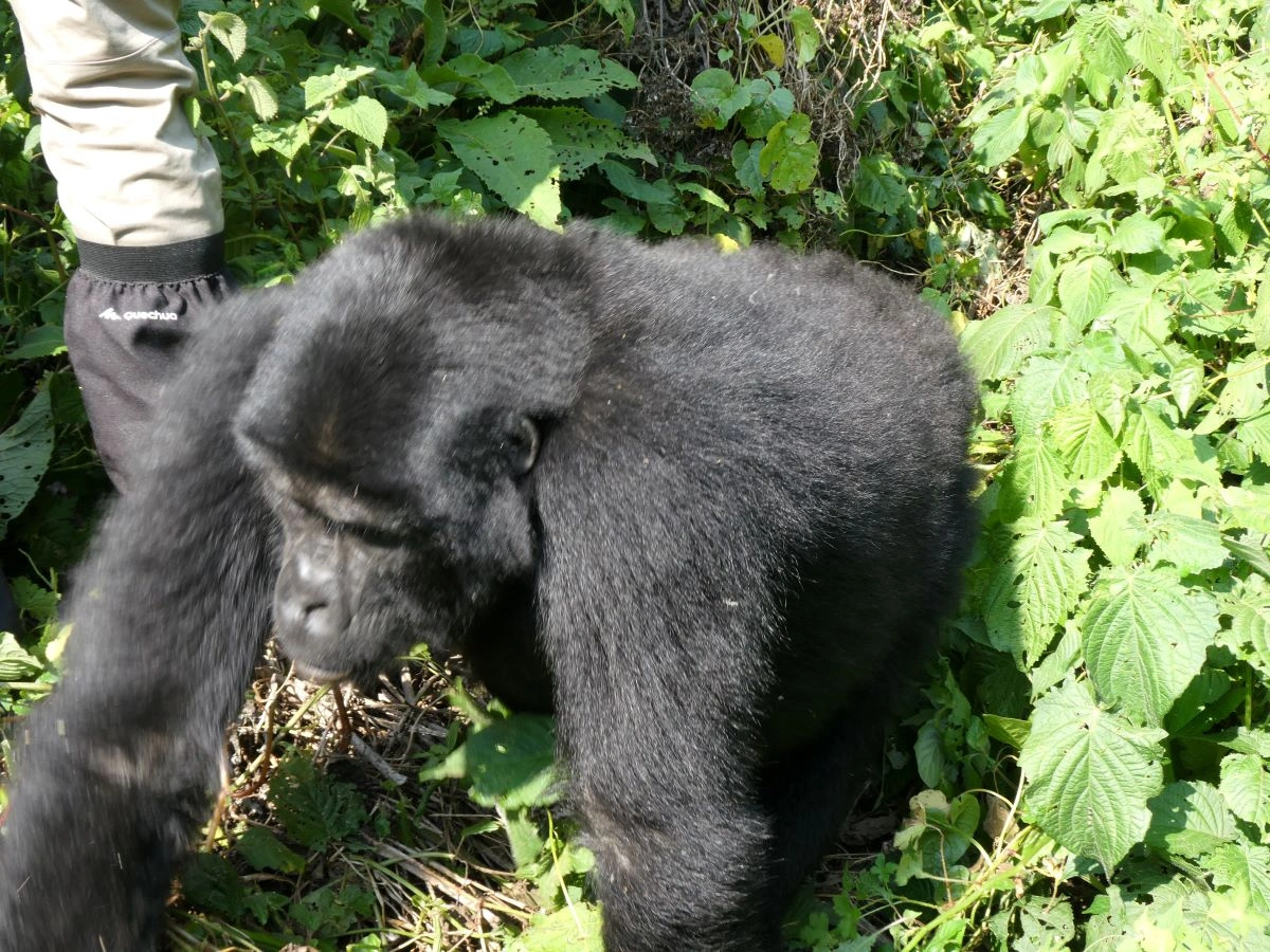 Bwindi Impenetrable Nationaal Park