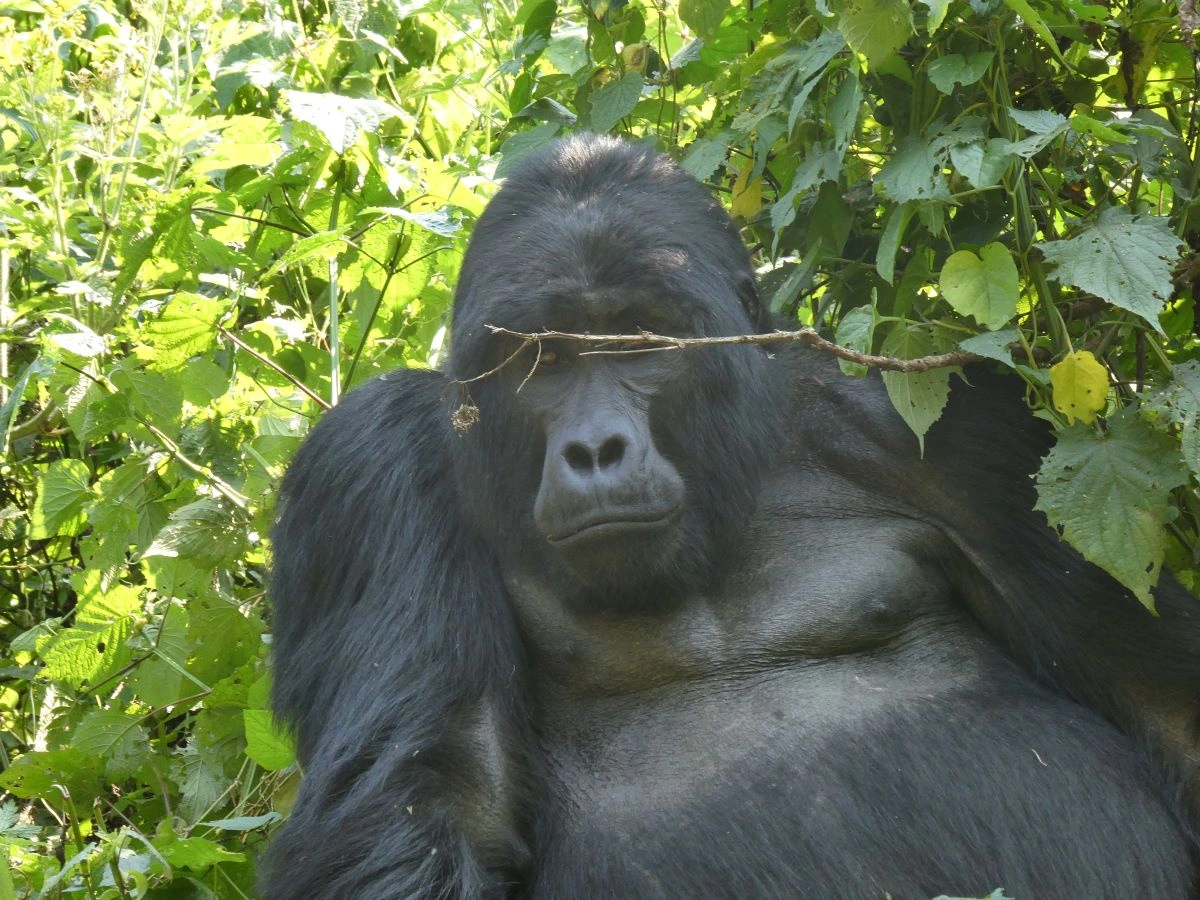 10 dagen authentiek Oeganda 