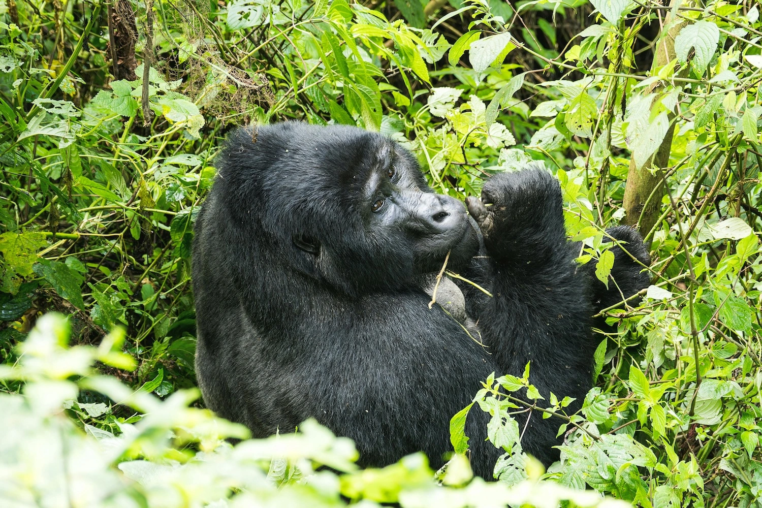 Gorilla’s in Uganda