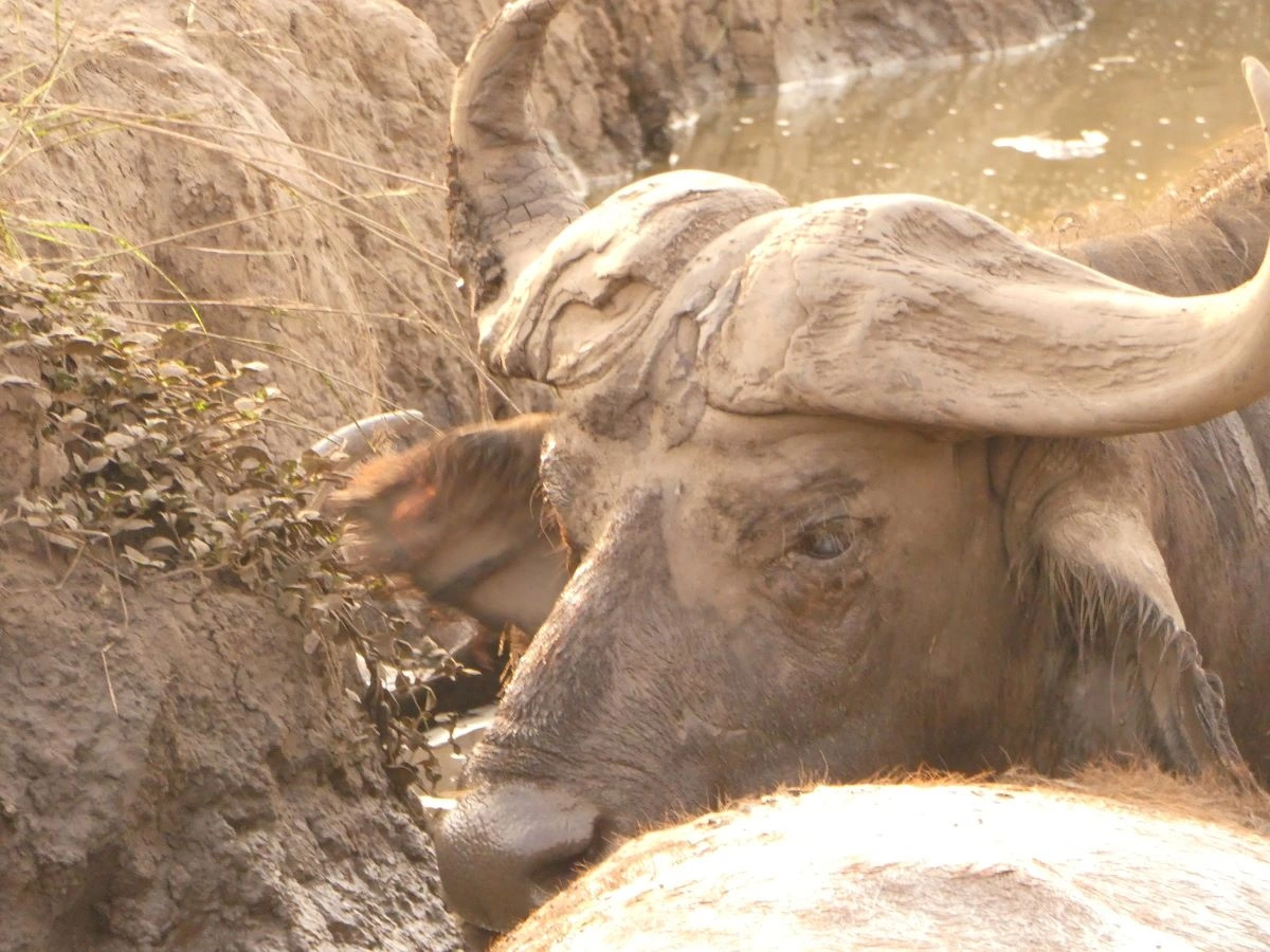 Kidepo Valley Nationaal Park